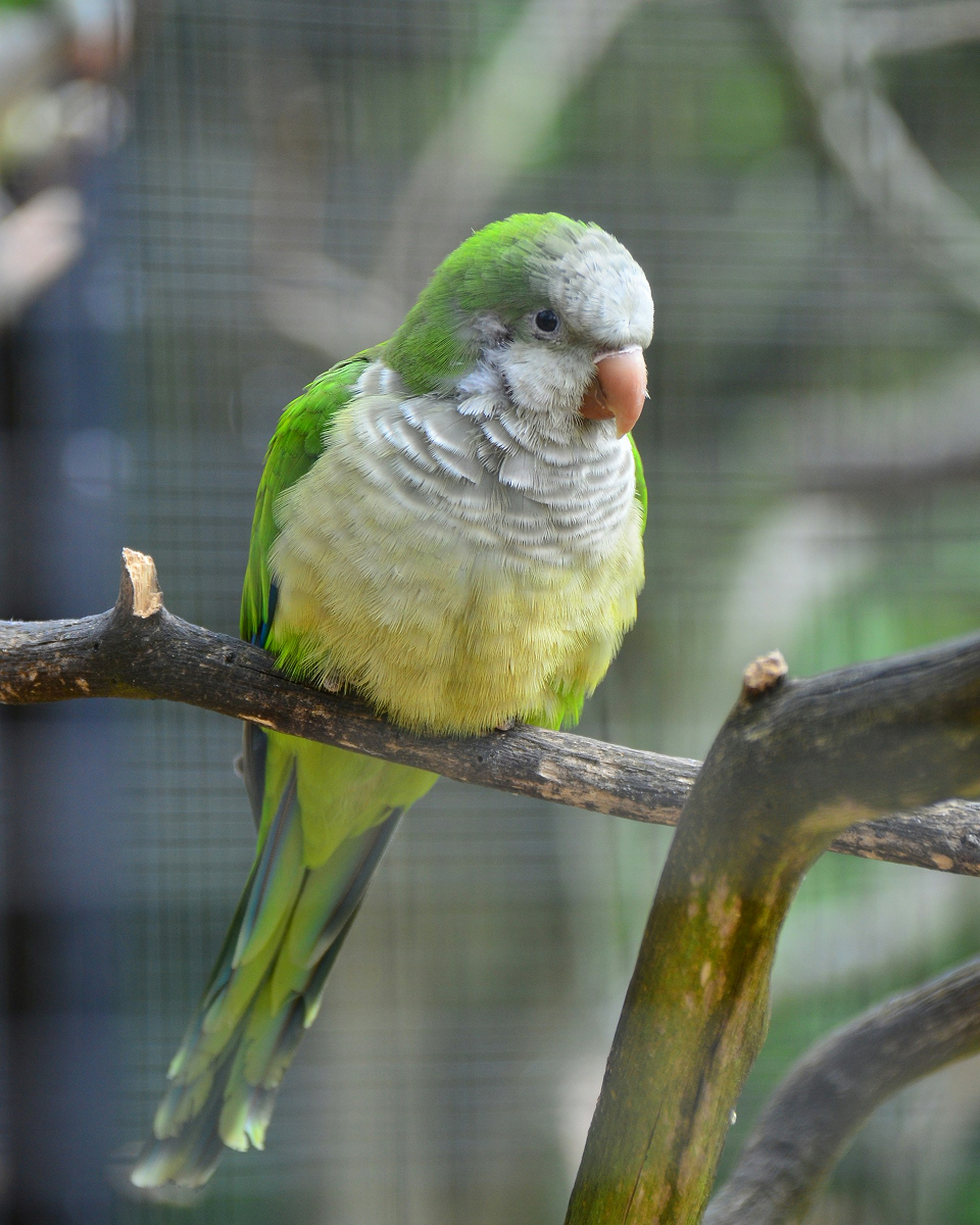 Quaker Parrot